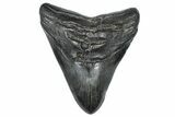 Fossil Megalodon Tooth - South Carolina #367952-1